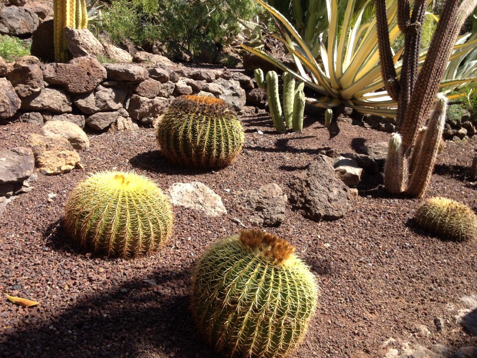 Cactus natural plant