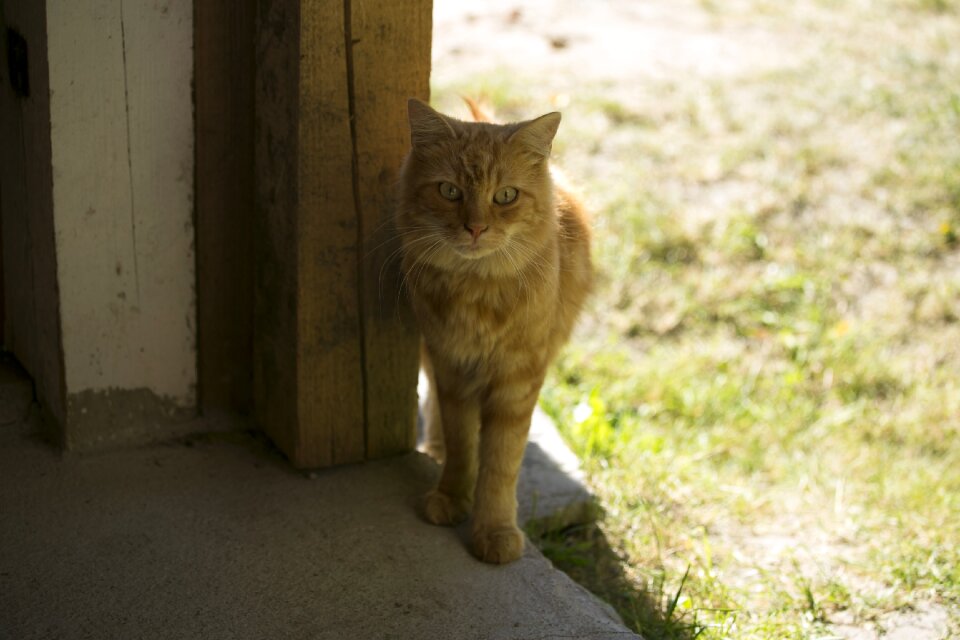 Mieze domestic cat creature