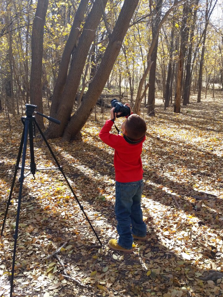 Camera tripod trees