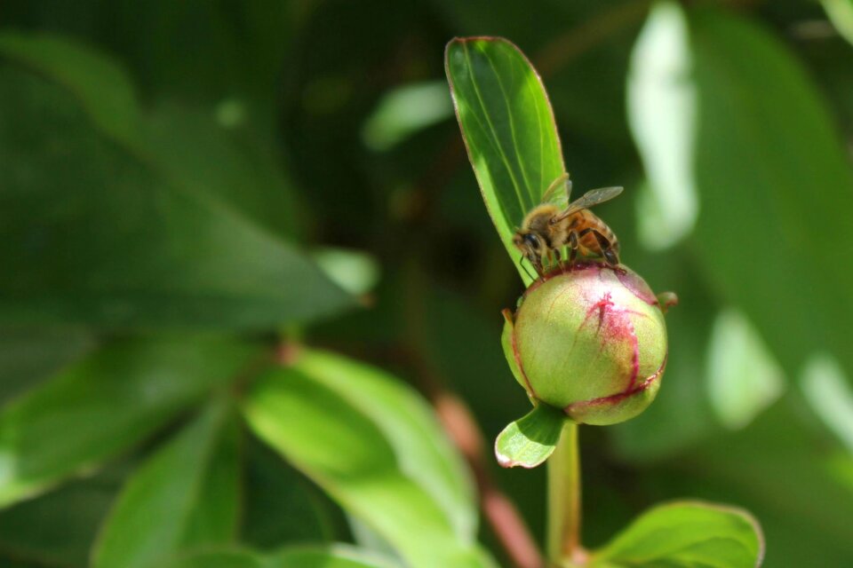 Insect nature flower