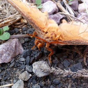 Insect wings nature