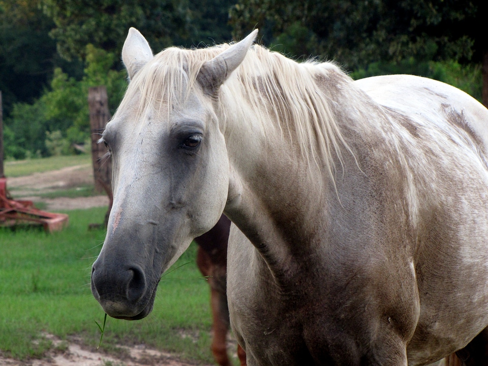 Mammal wild equestrian