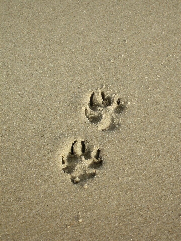 Paw print beach dog paw