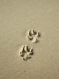 Paw print beach dog paw