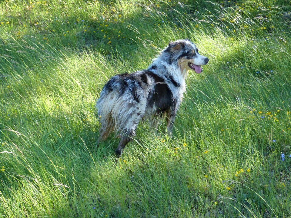 Meadow grass animal