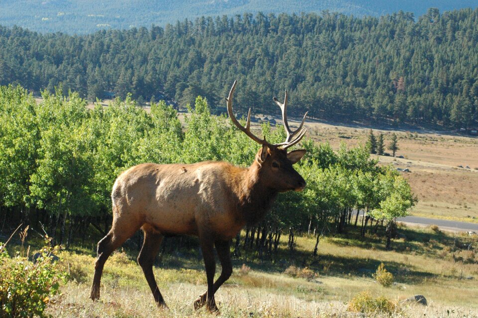 Nature buck hunting