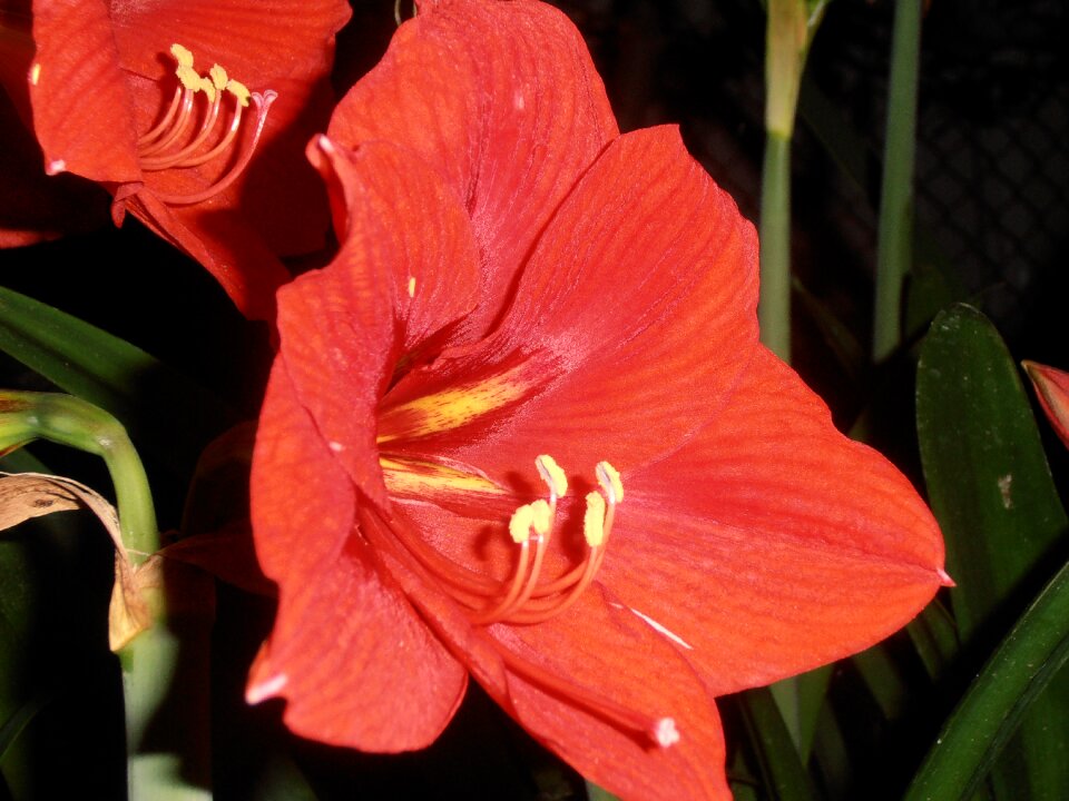 Flowers red at night