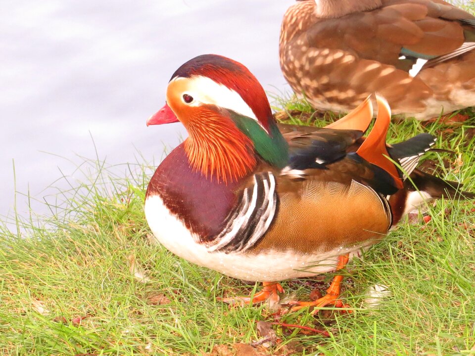 Water bird colorful swim