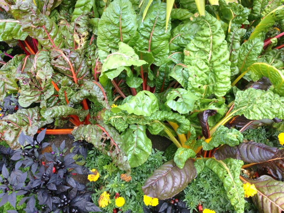 Vegetables garden