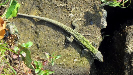 Insect eater animal rock