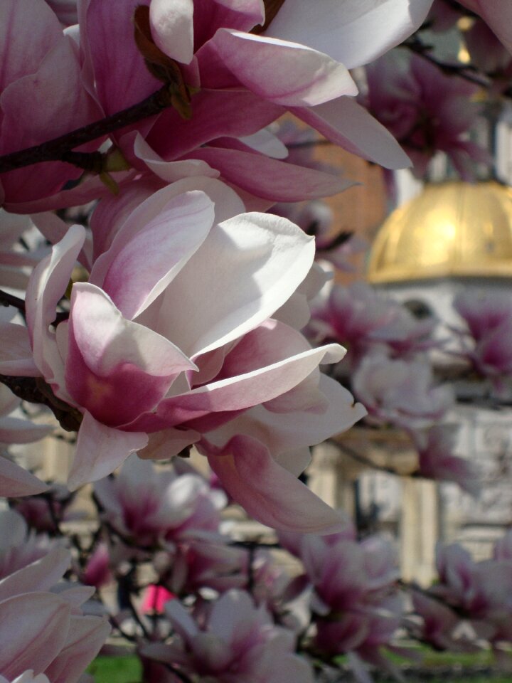 Poland flowers magnolias