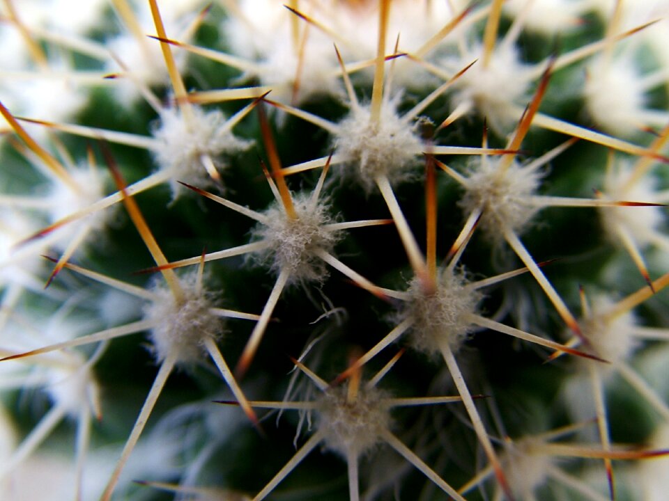 Thorns details cactus