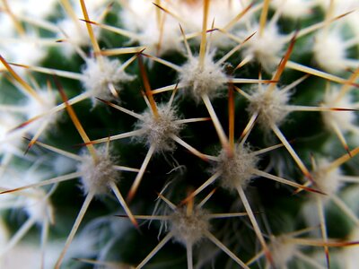 Thorns details cactus photo