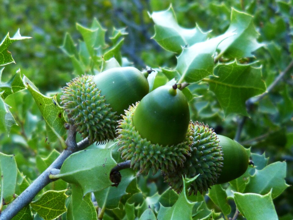 Tree fruit vegetable nature