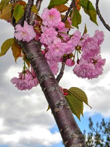 Spring background bloom tree photo