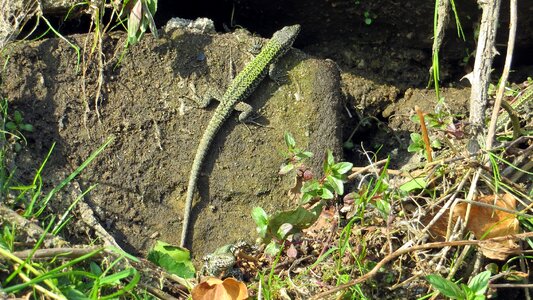 Insect eater animal rock
