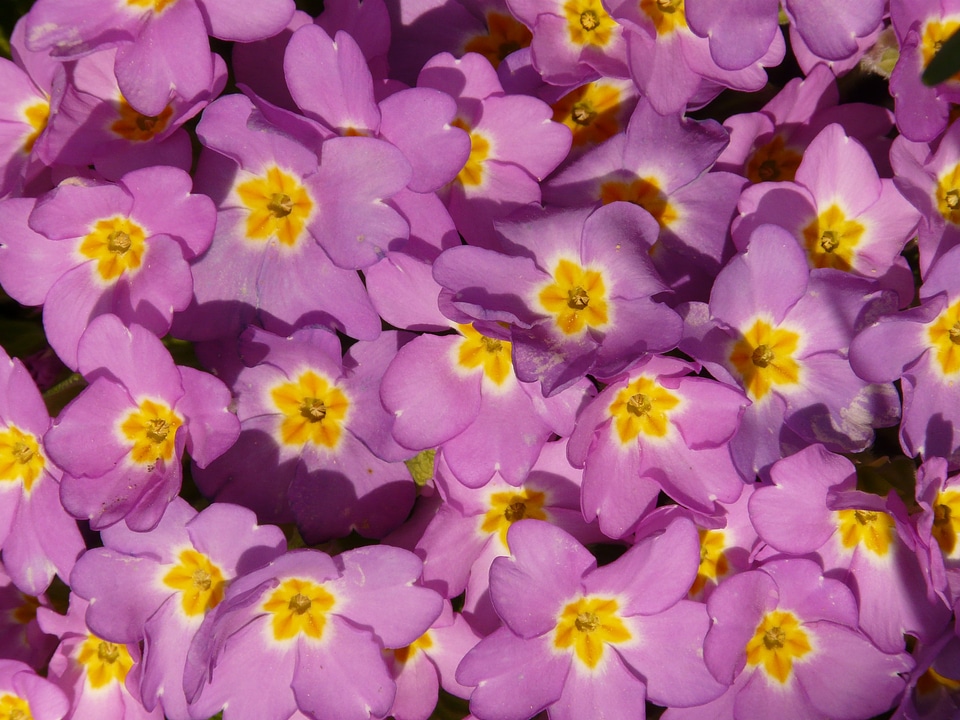 Garden violet purple