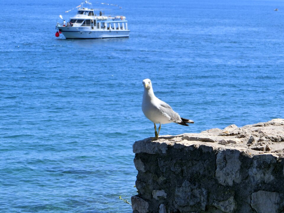 Bird rock blue