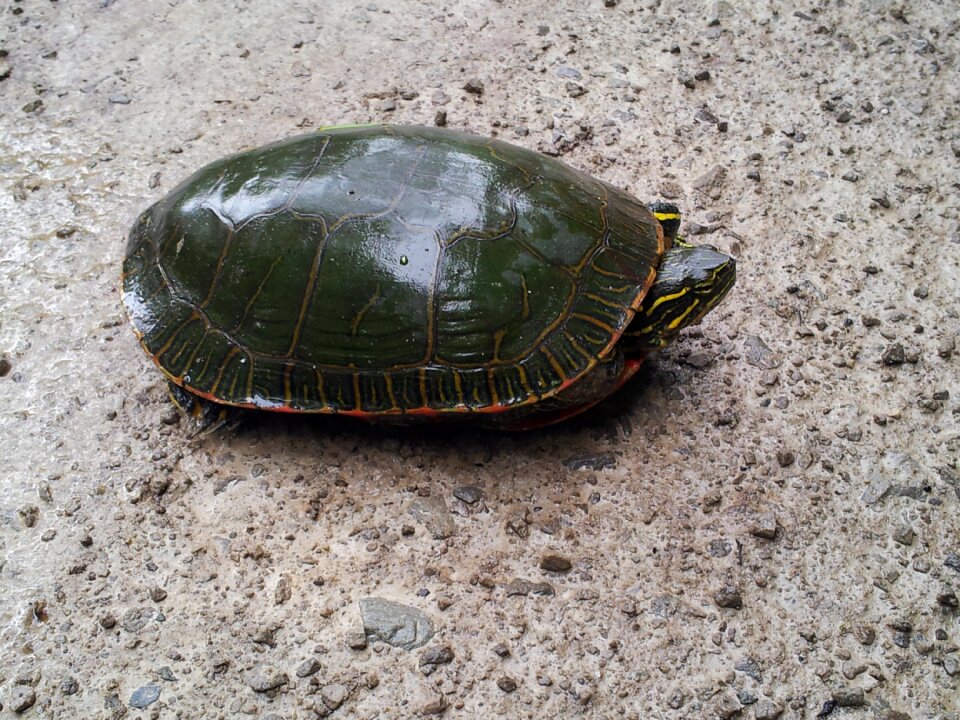 Wild wildlife tortoise