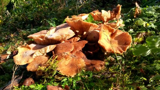 Autumn nature seasons