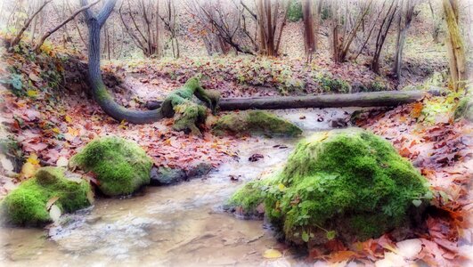 Autumn water the stones