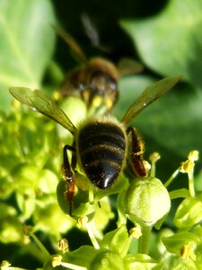 Green nectar nature