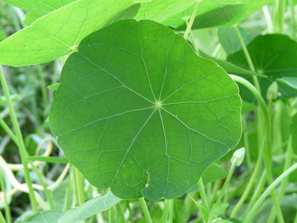 Tropaeolum carbine greenhouse tropaeolaceae