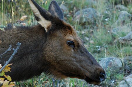 Nature wildlife rocky mountains