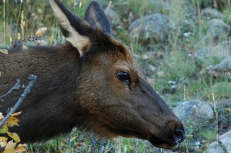 Nature wildlife rocky mountains photo