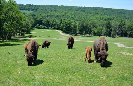 Wild nature animal
