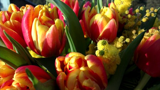 Tulip mimosa flower bouquet