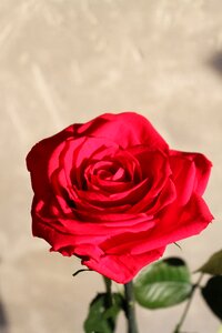 Red schnittblume summer