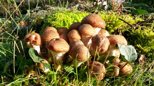 Autumn seasons forest mushrooms photo