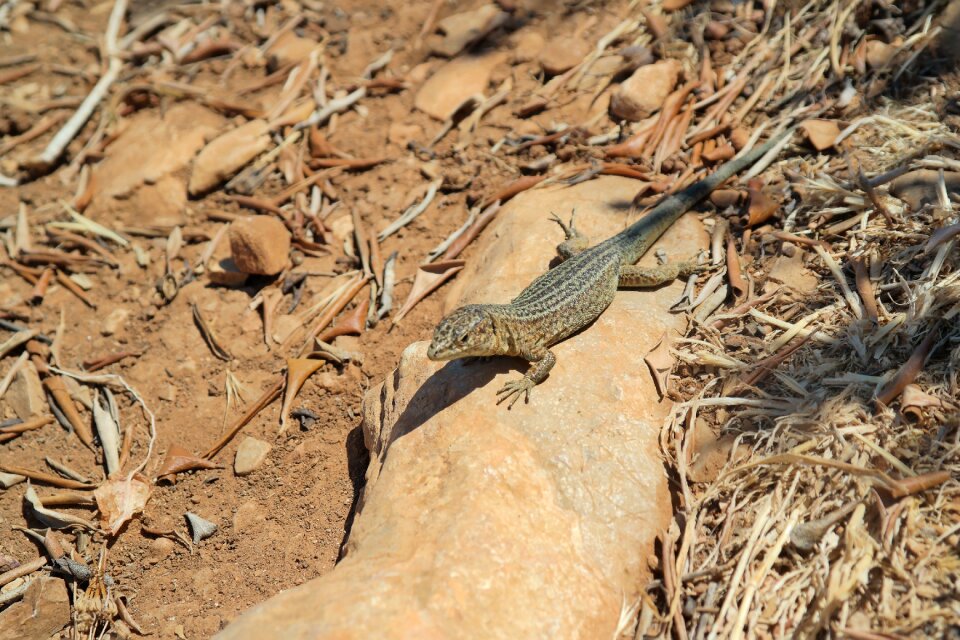 Reptile animal summer