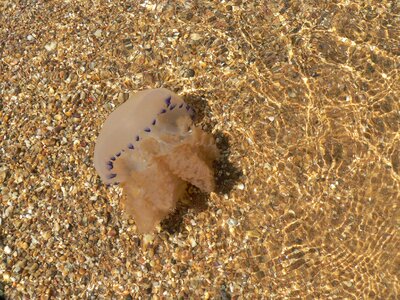 Medusa living water sea