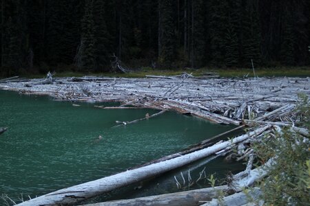 Logs beaver dam photo