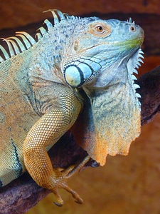 Kaltblut reptile animal photo