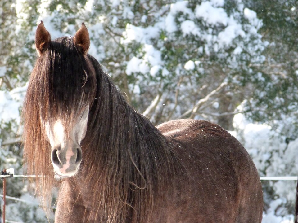 Winter brown animal