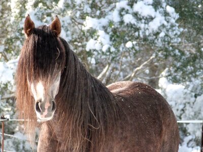 Winter brown animal