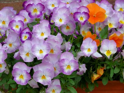 Lilac spring garden
