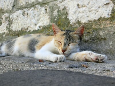 Animal rest exhausted