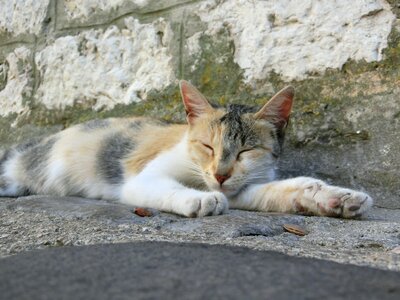 Animal rest exhausted photo