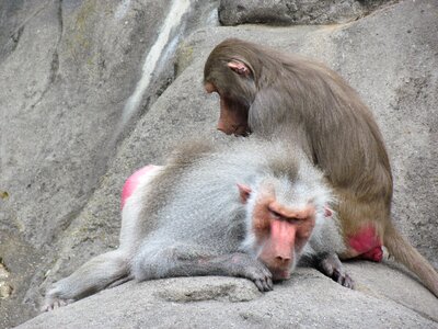 Monkey animal nature