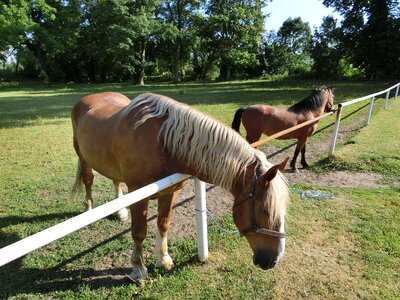Animal nature for two