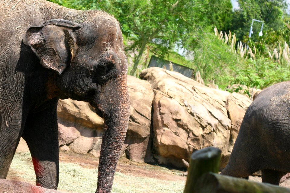 Zoo animals african animals zoo