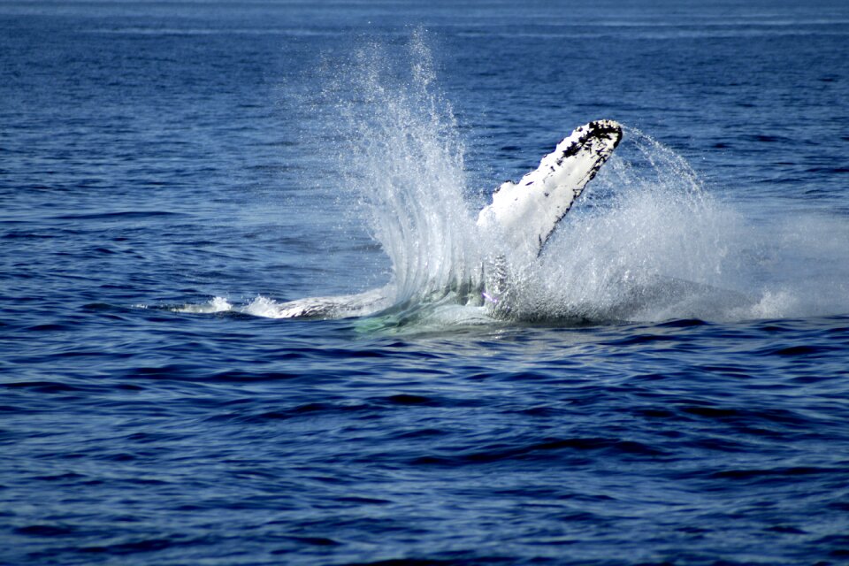 Sea big fish humbug