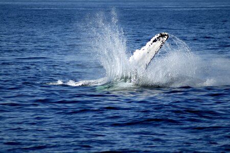 Sea big fish humbug