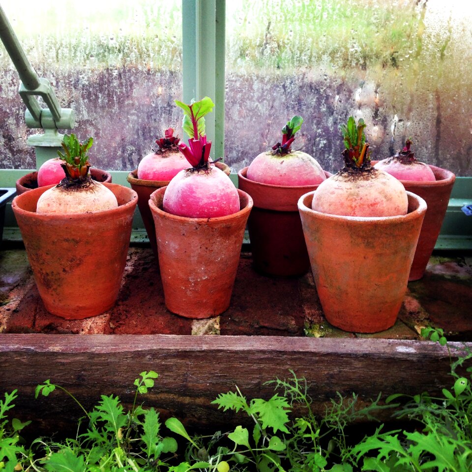 Vegetable beet plant