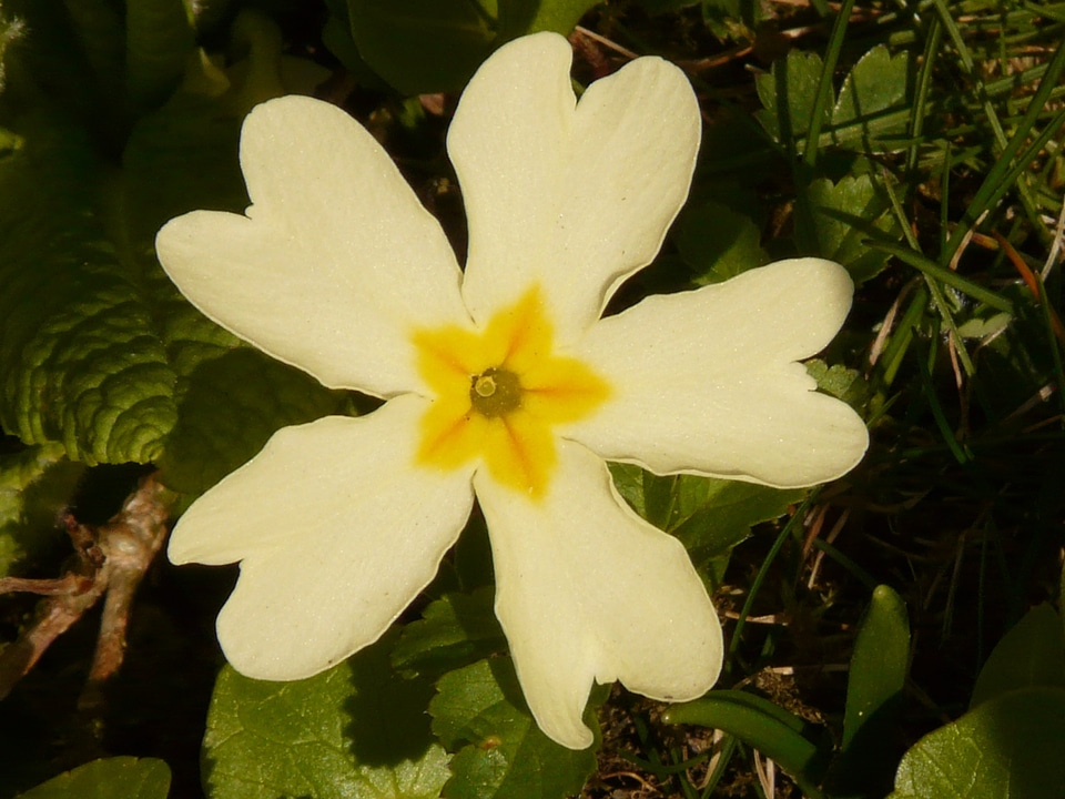 Plant garden yellow
