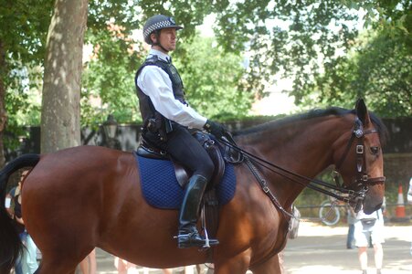 Animal galop horse photo